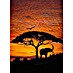 Komar Fototapete African Sunset 