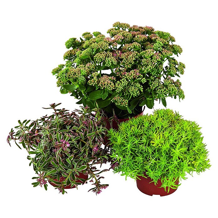 Sedum Hybriden 12  i.S. gem.