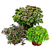 Sedum Hybriden 12  i.S. gem.