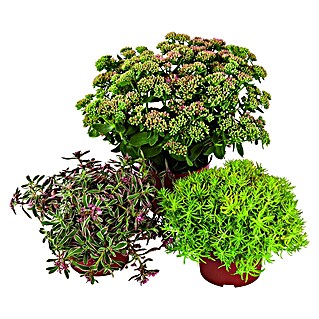 Piardino Fetthenne Mischung (Topfgröße: 14 cm)