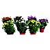 Herbst-Chrysantheme Mini Mums Trio 