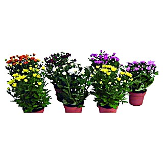 Herbst-Chrysantheme Mini Mums Trio (Dendranthema indicum, Topfgröße: 12 cm, Sortenabhängig)