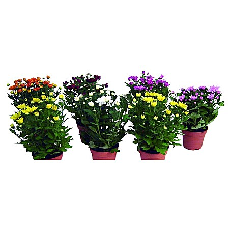 Herbst-Chrysantheme Mini Mums Trio (Dendranthema indicum, Topfgröße: 12 cm, Sortenabhängig)