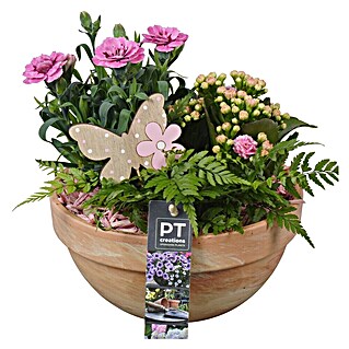 Piardino Pflanzenarrangement Nr. 11 (Topfgröße: 19 cm)