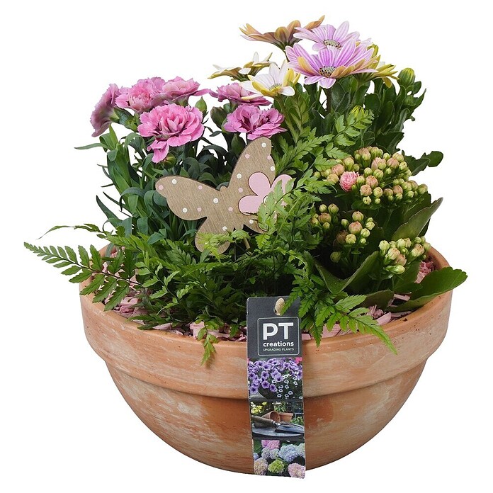 Pflanzenarrangement Family Outdoor 15 0