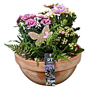 Pflanzenarrangement Family Outdoor 15 0