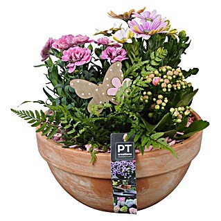 Piardino Pflanzenarrangement Nr. 12 (Topfgröße: 23 cm)