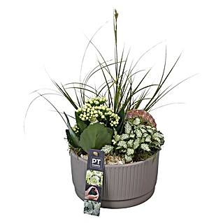 Piardino Pflanzenarrangement Nr. 8 (Topfgröße: 16 cm)