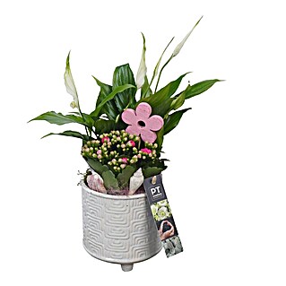 Piardino Pflanzenarrangement Nr. 6 (Topfgröße: 12 cm)