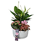 Arrangement Indoor Fruehjahr extra Nr. 3