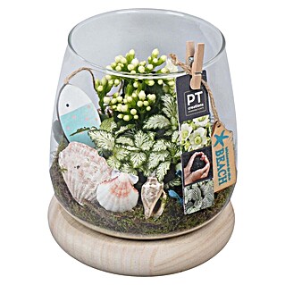 Piardino Zimmerpflanzen-Arrangement