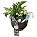 Piardino Zimmerpflanzen-Arrangement