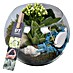 Piardino Zimmerpflanzen-Arrangement