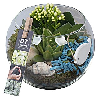 Piardino Zimmerpflanzen-Arrangement