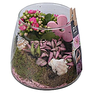 Piardino Zimmerpflanzen-Arrangement