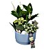 Piardino Zimmerpflanzen-Arrangement