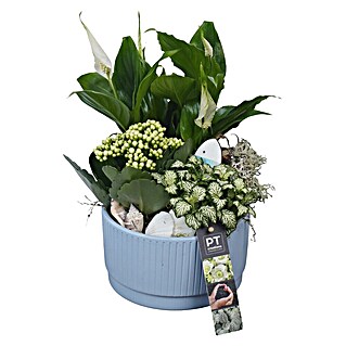 Piardino Zimmerpflanzen-Arrangement