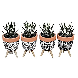 Piardino Pflanzenarrangement (Topfgröße: 8 cm)