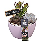 Piardino Pflanzenarrangement Nr. 16 (Topfgröße: 14 cm) | BAUHAUS