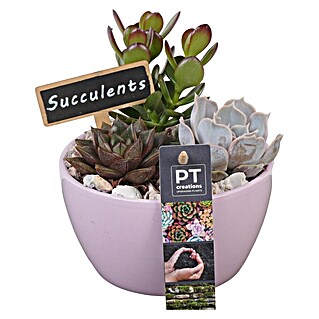 Piardino Pflanzenarrangement Nr. 16 (Topfgröße: 14 cm)