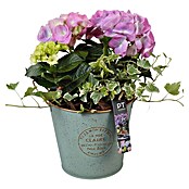Arrangement Outdoor Aktion Nr. 16 0