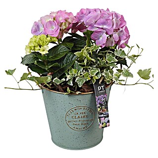 Piardino Pflanzenarrangement Outdoor Nr. 3 (Topfgröße: 18 cm)
