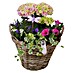 Piardino Garten-Arrangement Outdoor Nr. 7 im Korb 