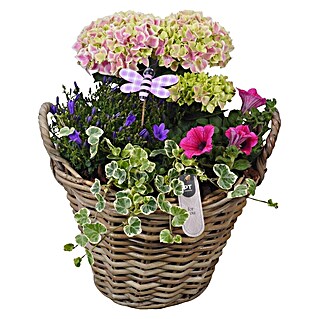 Piardino Garten-Arrangement Outdoor Nr. 7 im Korb (Topfgröße: 30 cm)