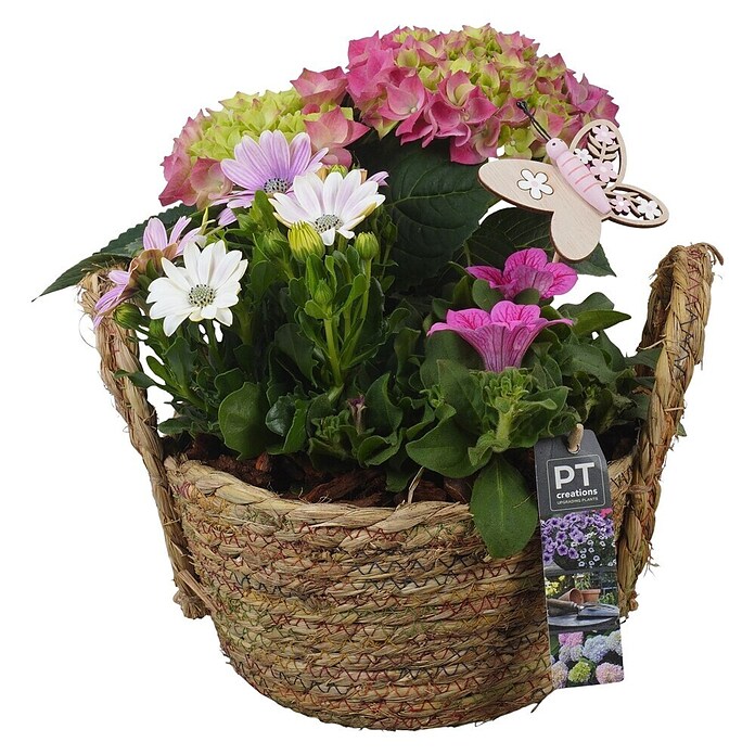 Arrangement Outdoor Aktion Nr. 12 0