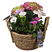 Arrangement Outdoor Aktion Nr. 12 0