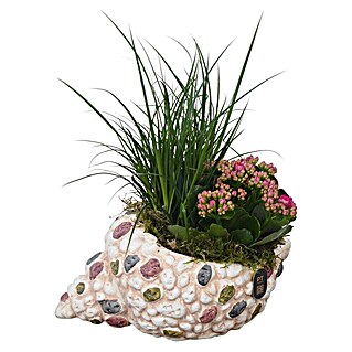Piardino Pflanzenarrangement Nr. 7 (Topfgröße: 23 cm)