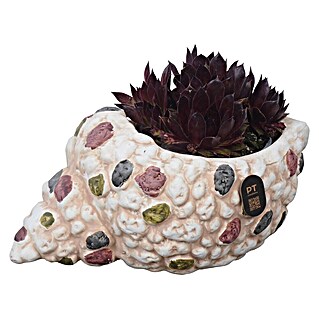Piardino Pflanzenarrangement Nr. 4 (Topfgröße: 23 cm)