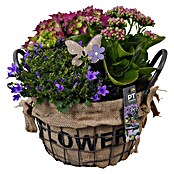 Outdoor Arrangement Nr. 11 0