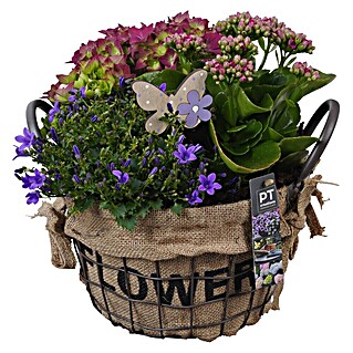 Piardino Pflanzenarrangement (Topfgröße: 25 cm)