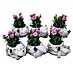 Piardino Pflanzenarrangement 