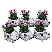 Outdoor Arrangement Nr. 12 0
