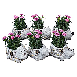 Piardino Pflanzenarrangement (Topfgröße: 20 cm)