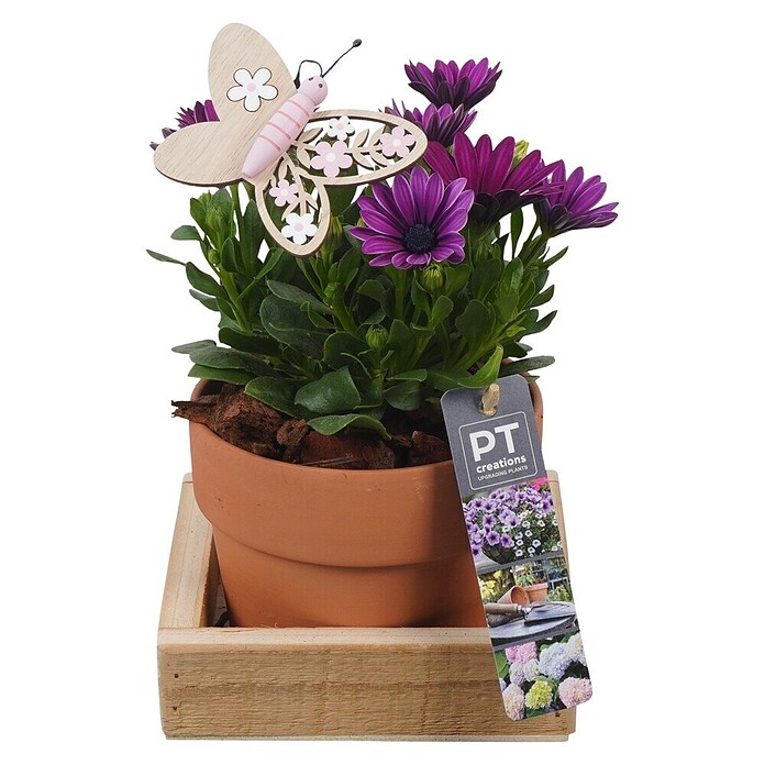 Outdoor Arrangement Nr. 18 0