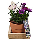 Outdoor Arrangement Nr. 18 0