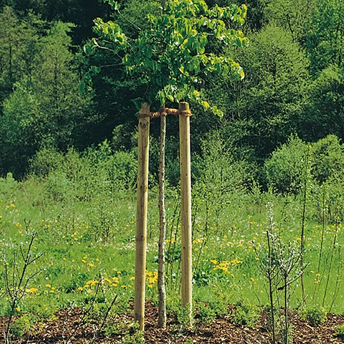 Joda Baumpfahl - Länge: 250 cm, Durchmesser: 60 mm, Kiefer, Grün - Ein junger Baum, gestützt von drei Holzpfosten, in einer grünen Umgebung. Schützt den Baum vor Beschädigungen und fördert sein Wachstum.