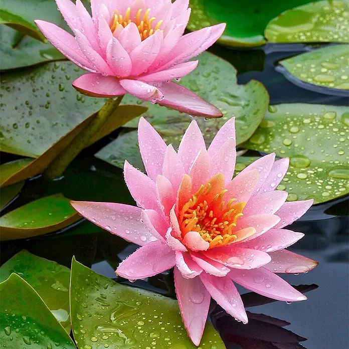 Vdvelde Seerose - Nymphaea Pink Opal - Zwei rosa Seerosen mit Tautropfen schwimmen auf grünen Seeblättern in dunklem Wasser.