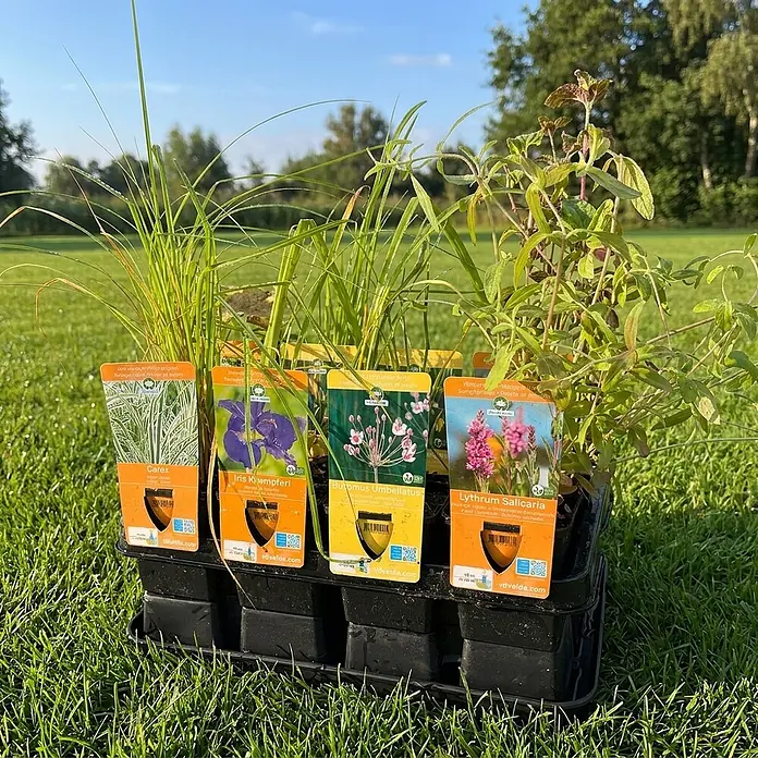 Vdvelde Wasserpflanzen-Mix - Pflanzenmischung, 12 Stk. - Schwarze Kunststoffschale mit verschiedenen grünen Pflanzen und orangefarbenen Etiketten.