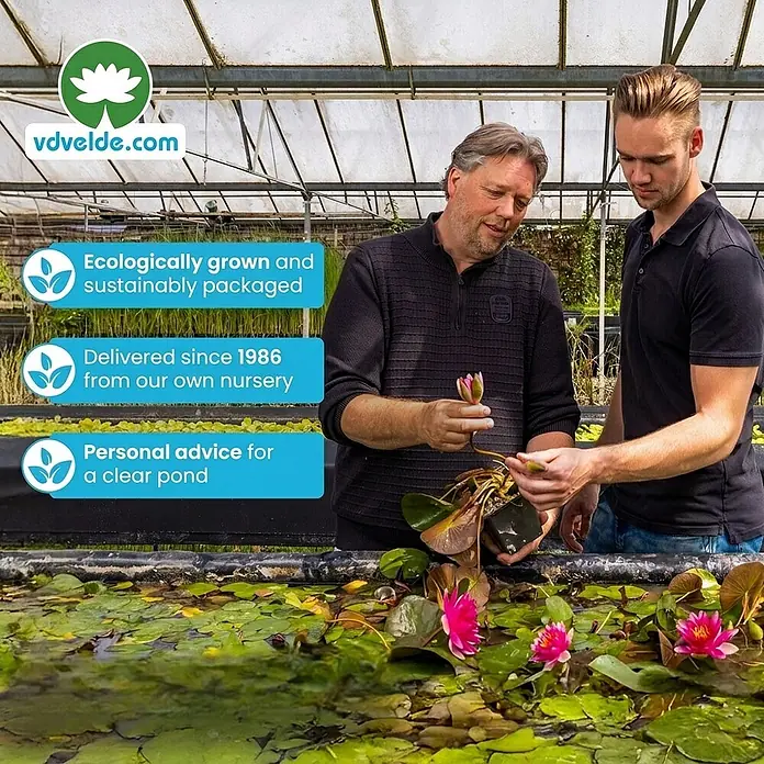 Vdvelde Wasserpflanzen-Mix - Pflanzenmischung, 13 Stk. - Zwei Männer begutachten leuchtend rosa Seerosen in einem Teich im Gewächshaus einer Gärtnerei, was ökologisch gezüchtete Teichpflanzen hervorhebt.