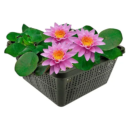 Vdvelde  Seerose