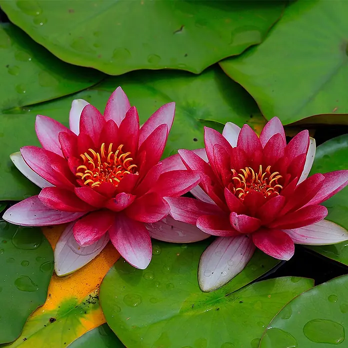 Vdvelde Seerose - Nymphaea Attraction - Zwei leuchtend pinke Seerosen mit weiß gespitzten Blütenblättern und gelben Zentren schwimmen auf grünen Seerosenblättern.