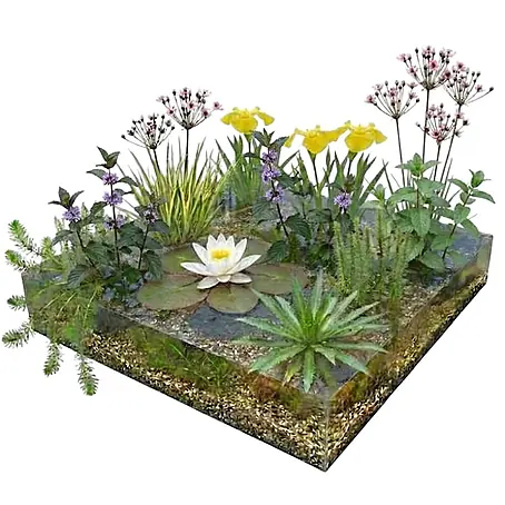 Vdvelde  Wasserpflanzen-Mix