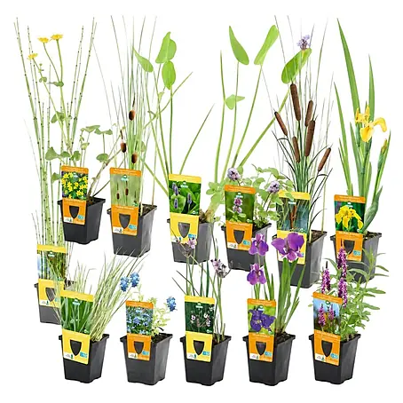 Vdvelde  Wasserpflanzen-Mix