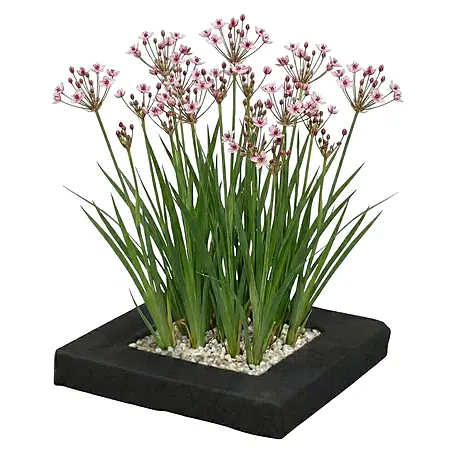 Vdvelde  Wasserpflanzen-Mix
