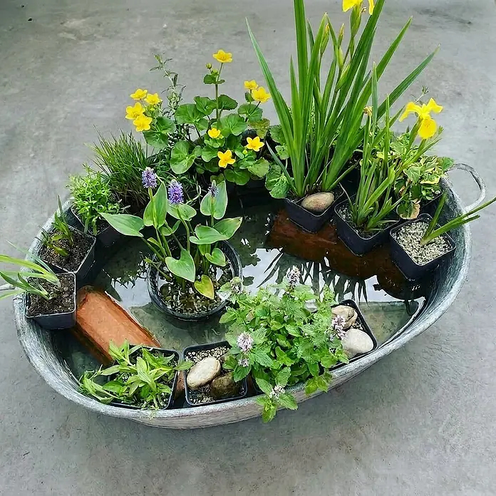 Vdvelde Wasserpflanzen-Mix - Pflanzenmischung, 12 Stk. - Verzinkter Trog als Miniteich, gefüllt mit Wasser und verschiedenen Wasserpflanzen, teils mit gelben oder violetten Blüten.
