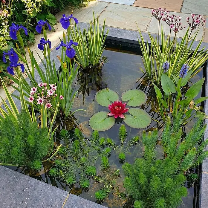 Vdvelde Wasserpflanzen-Mix - Pflanzenmischung, 24 Stk. - Lebendiger Gartenteich mit blauen Schwertlilien, einer roten Seerose, Hechtkraut und Schwanenblume.